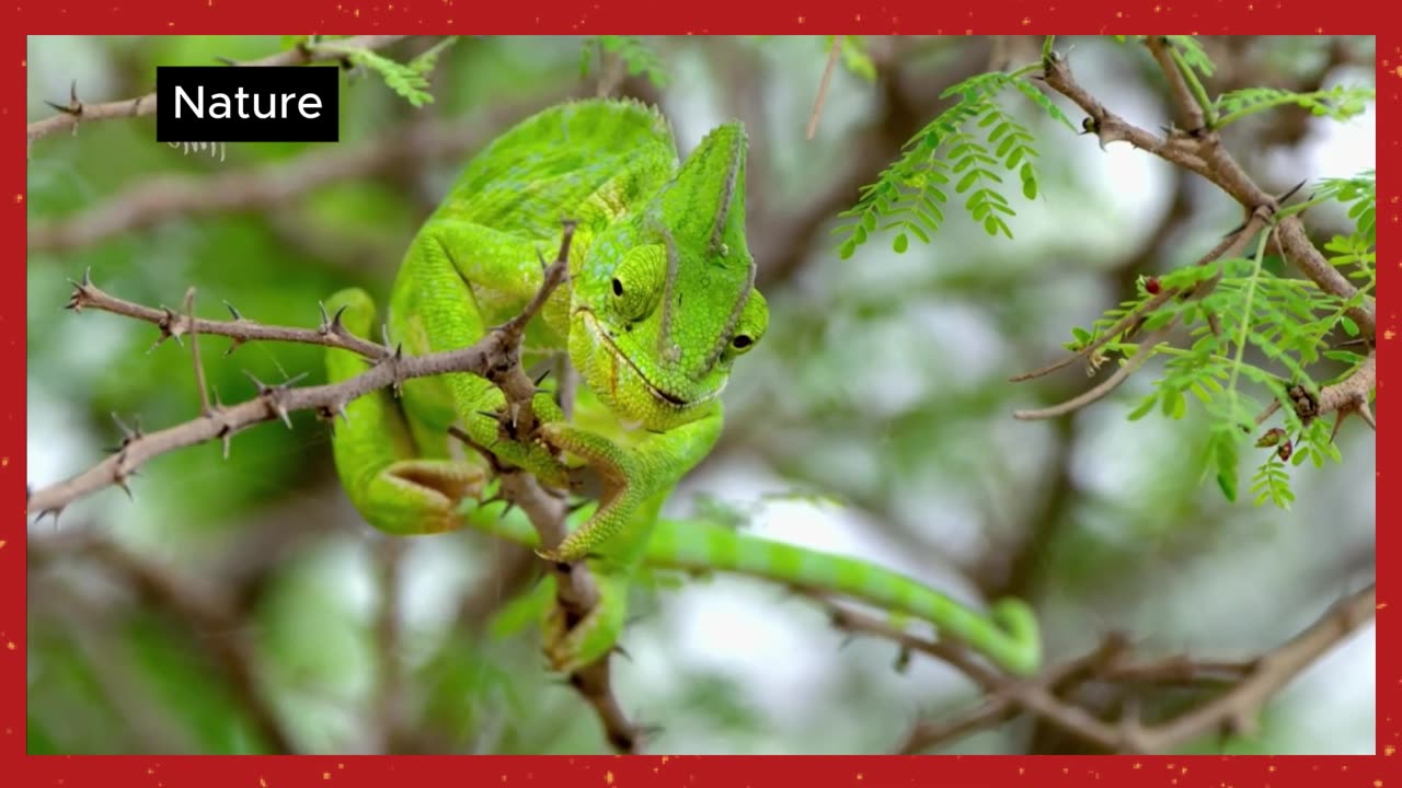 Reptiles of the Wild | Untold Stories of Cold-Blooded Creatures