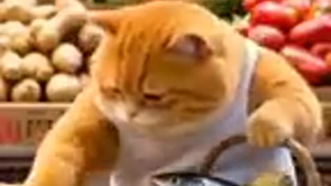 Cat Funny video for kids