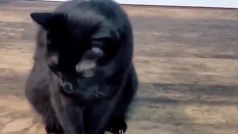 Funny Animals Ep. 02
