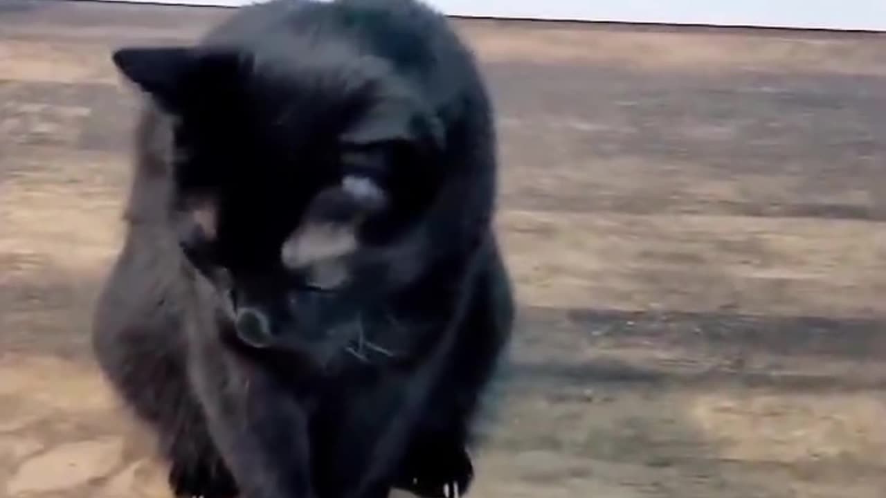 Funny Animals Ep. 02
