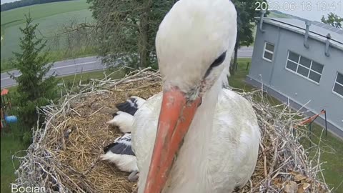 Father stork tries to get rid of the camera