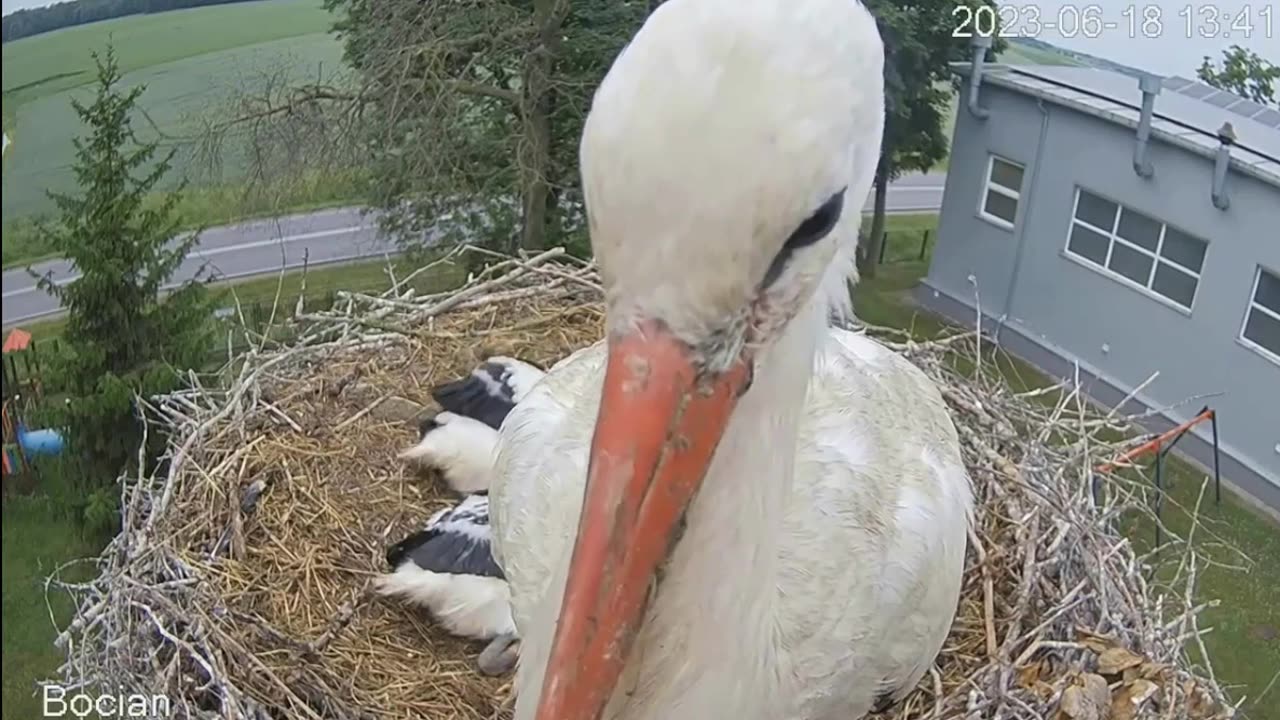 Father stork tries to get rid of the camera