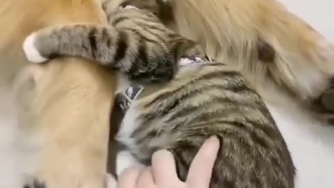 Funny Animal