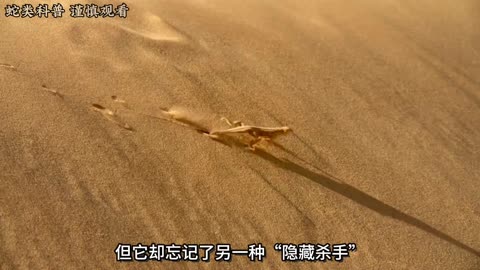 危机四伏的沙漠隐藏着众多陷阱，疾速狂奔的铲鼻蜥蜴能否逃命？ #铲吻蜥蜴 #沙漠 #动物世界