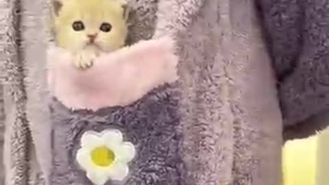 Cute viral cat in the Home #viralvideo #viralcat #funnycat