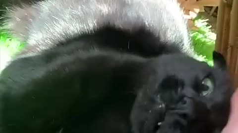 Ways To Make A Cat Like You