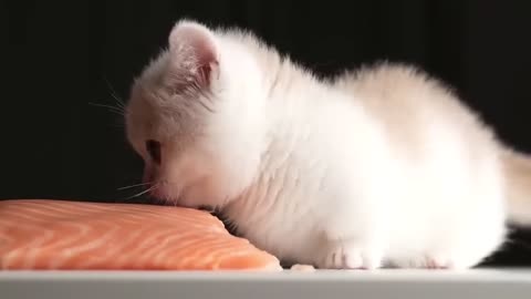 Kitten eats salmon with doom music