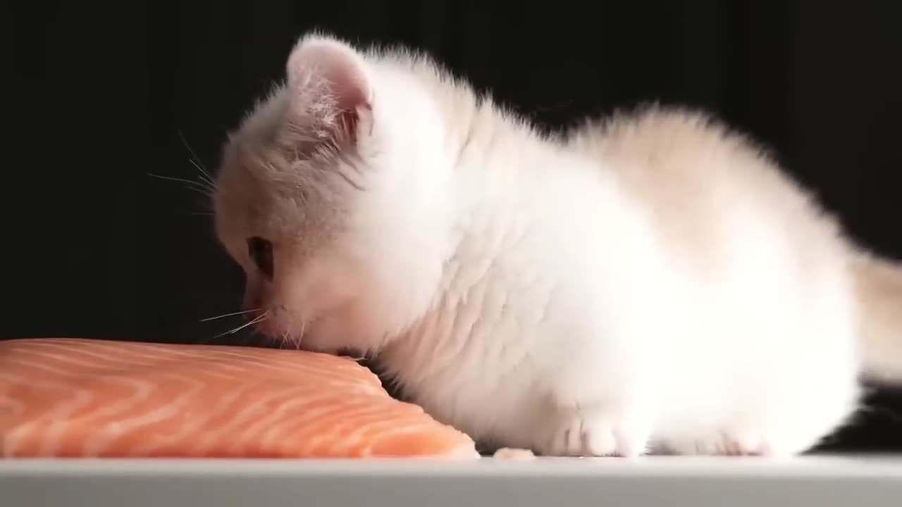 Kitten eats salmon with doom music