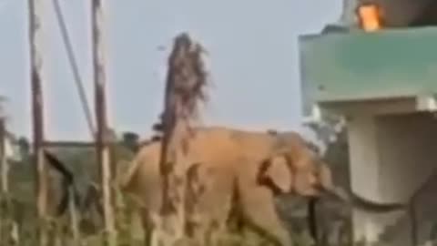 Viral: wild Elephant Attack Viral Viral #shorts #elephant #trending #viralvideo