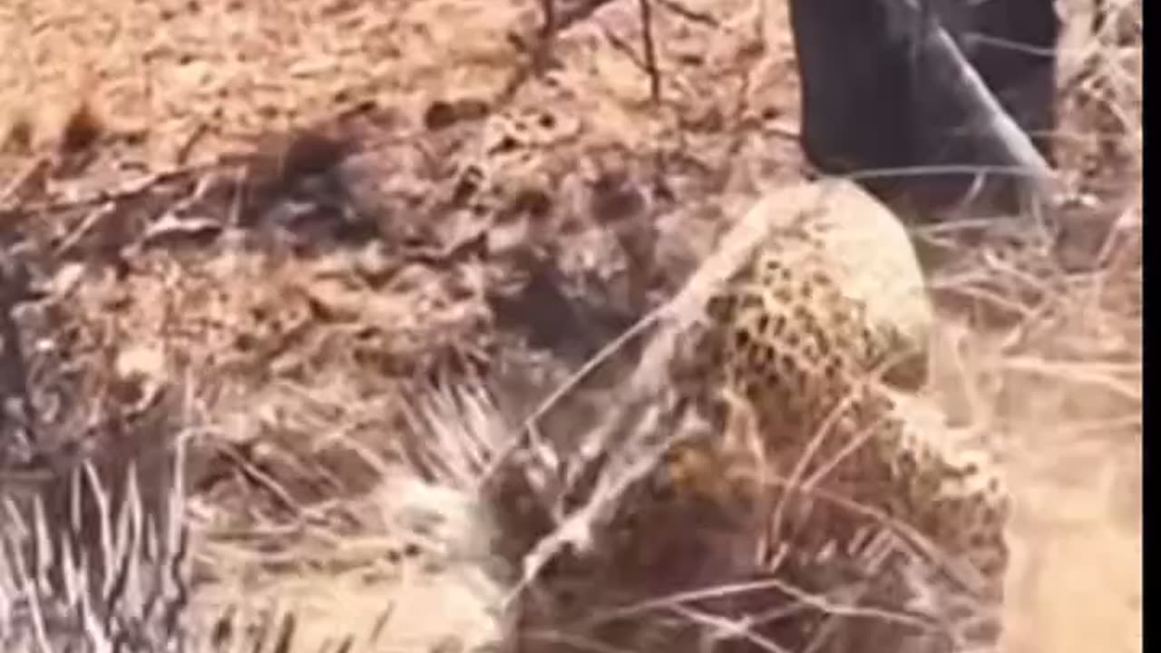 "Leopard Hunts a Porcupine – A Rare and Risky Hunt! 🐆🦔"#shorts