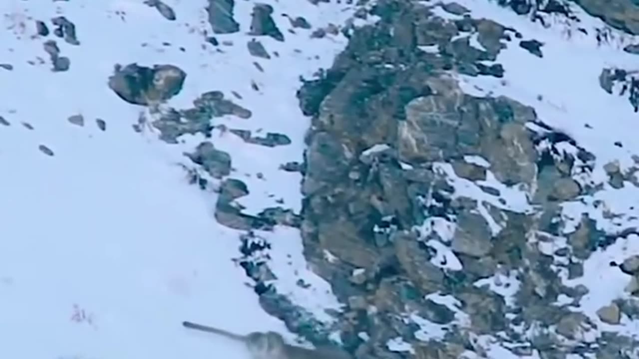 big cat survival in the wild