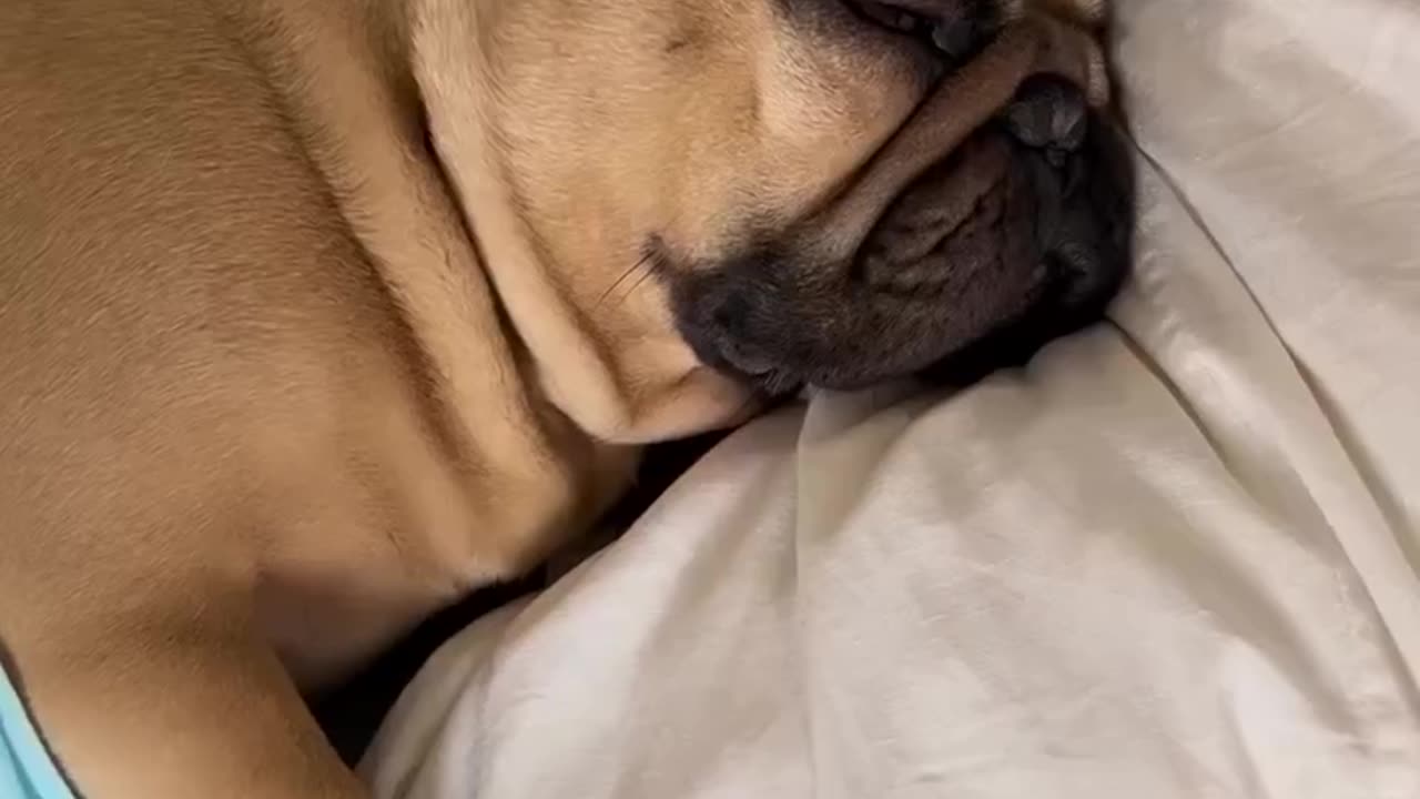 Tired Doggy