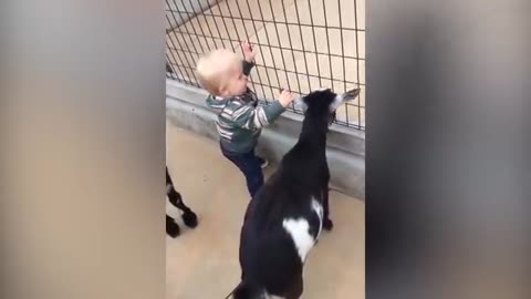 TRY NOT TO LAUGH - Funny Baby And Kid Playing With Animal