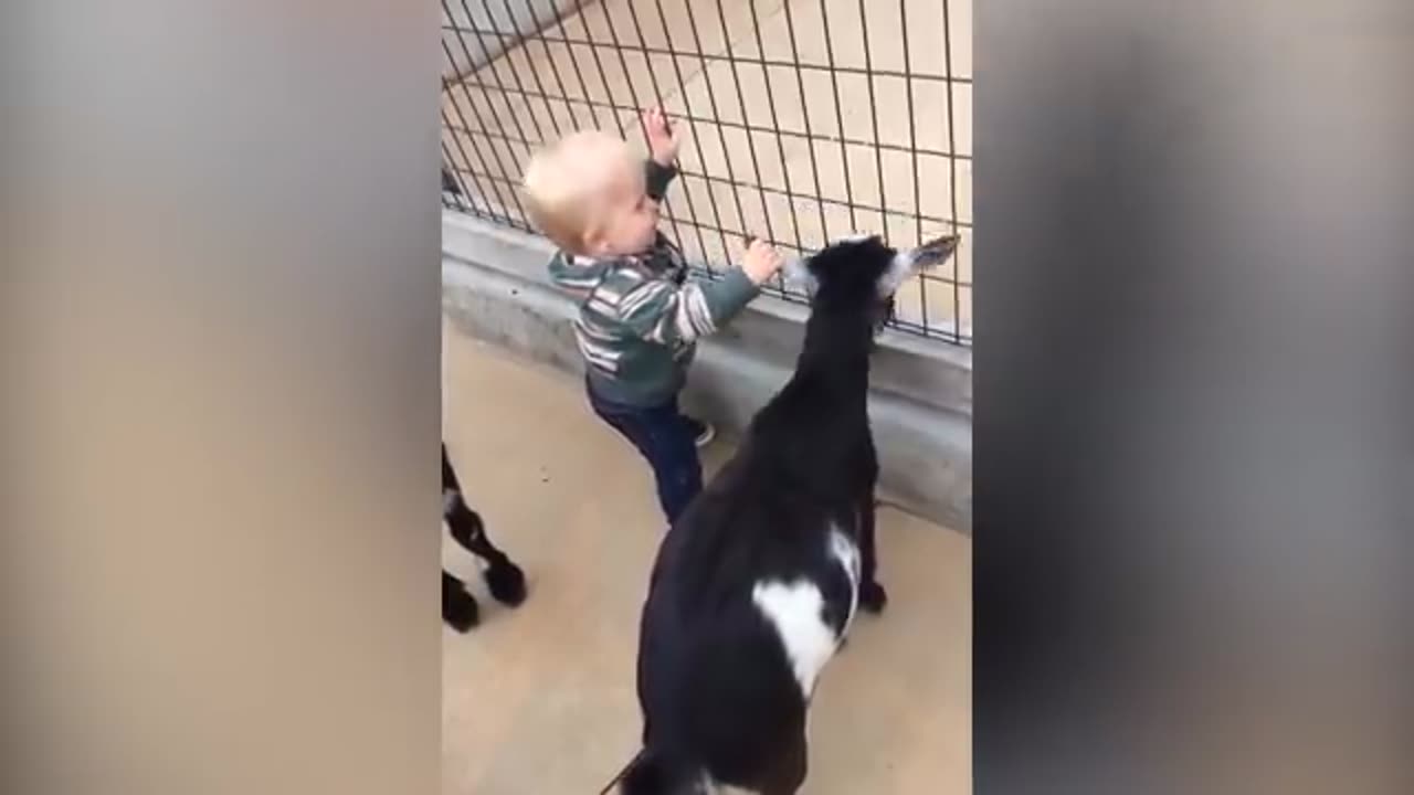 TRY NOT TO LAUGH - Funny Baby And Kid Playing With Animal