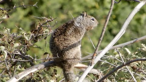 Squirrel squeaking.