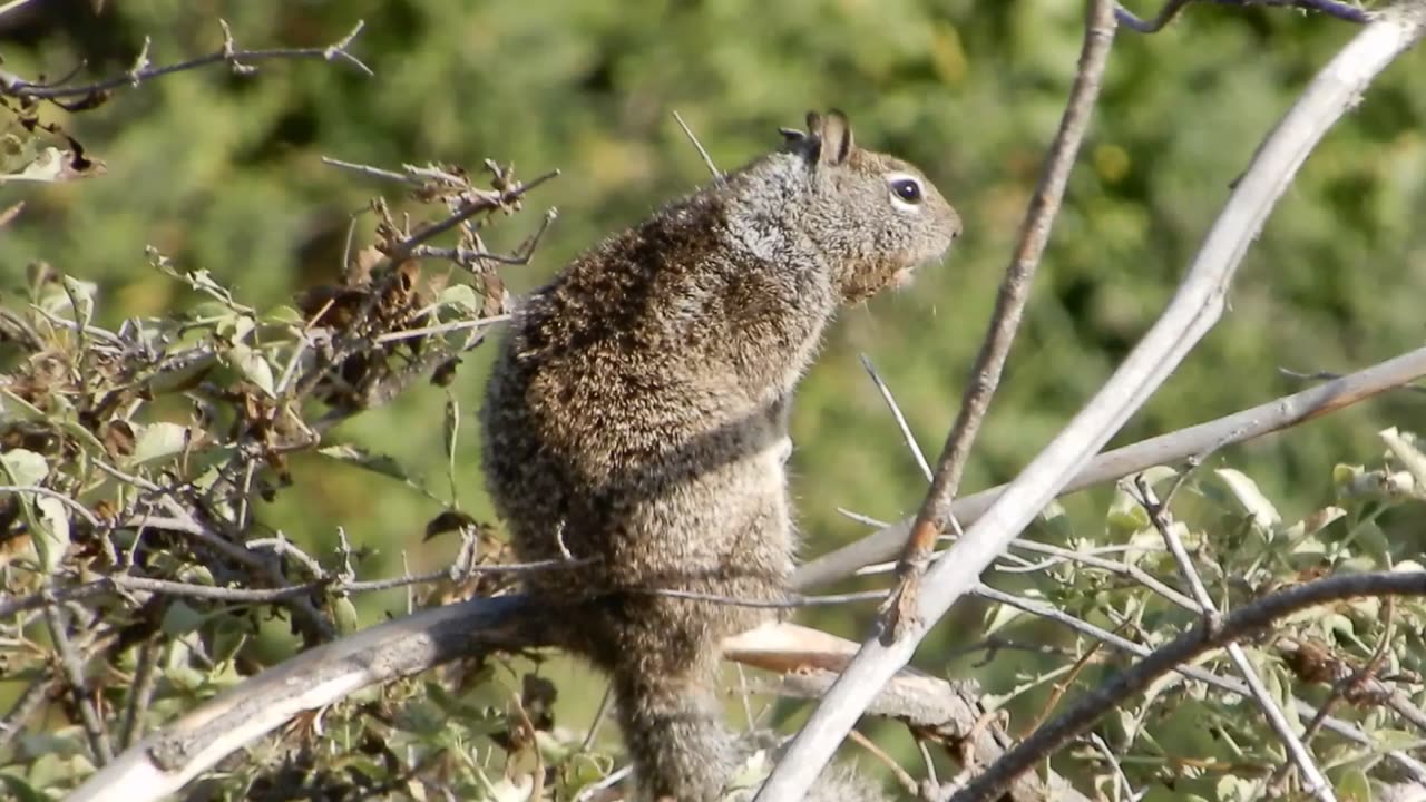 Squirrel squeaking.