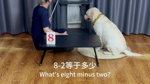 加减乘除一把抓，萌犬学霸上线 Addition, subtraction, multiplication and division, the cute dog is online