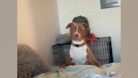 😂 Top Funny Dogs That’ll Make Your Day / Câini Super Amuzanți – Râzi Cu Lacrimi! 🐾🔥