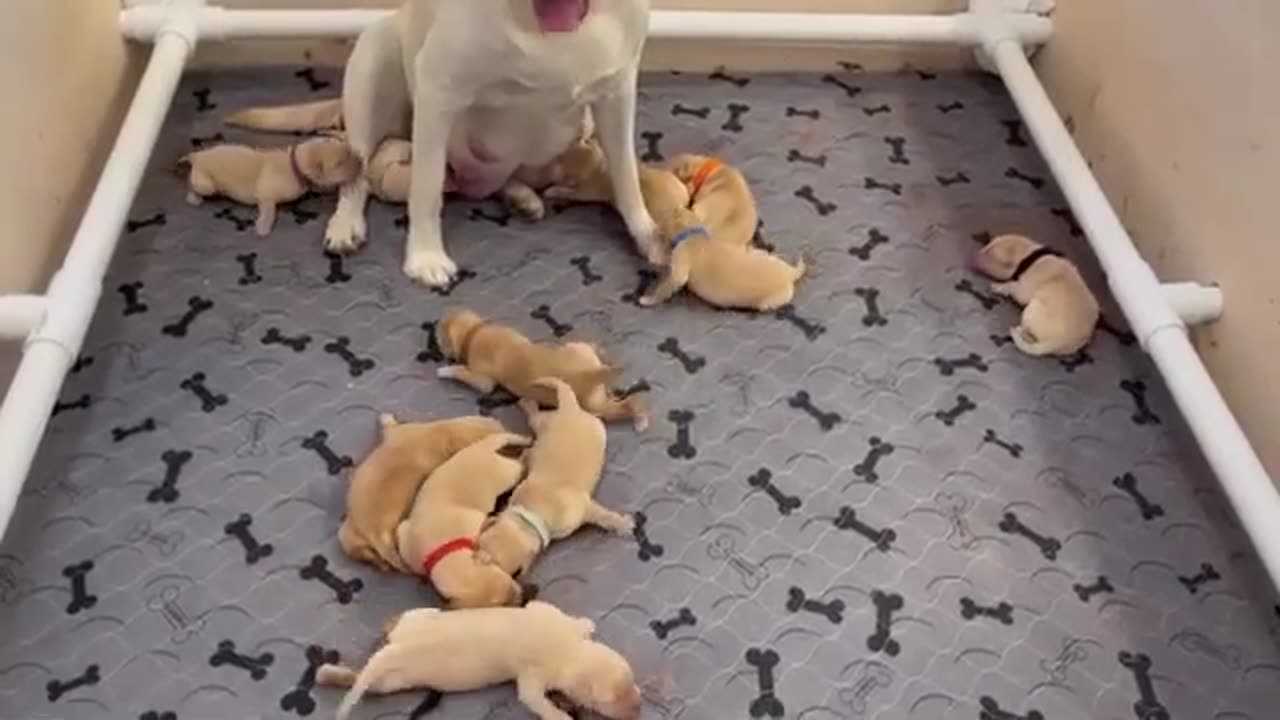 Mom Dog Vs Son Dogs