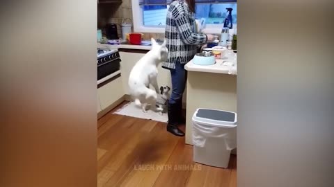 Funny Animal Videos 2025 - Funny Dogs and Cats - Funny Animal Videos 9