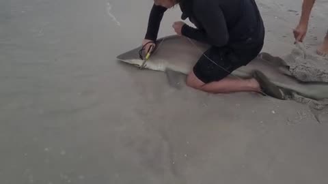 a pesca ho imparato come pescare grossi squali, fishing shark, ma bisogna essere in