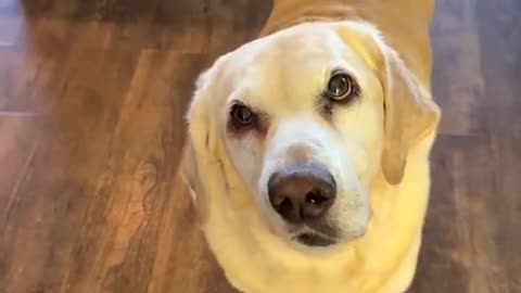 😂🐶 This Dog's Manners Are Next Level! | FunFM