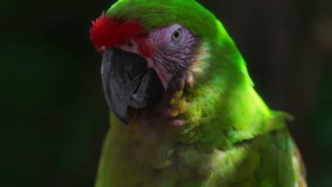 Vibrant Macaw Parrots in 4K HDR 60fps OLED TV HDR Color Demo
