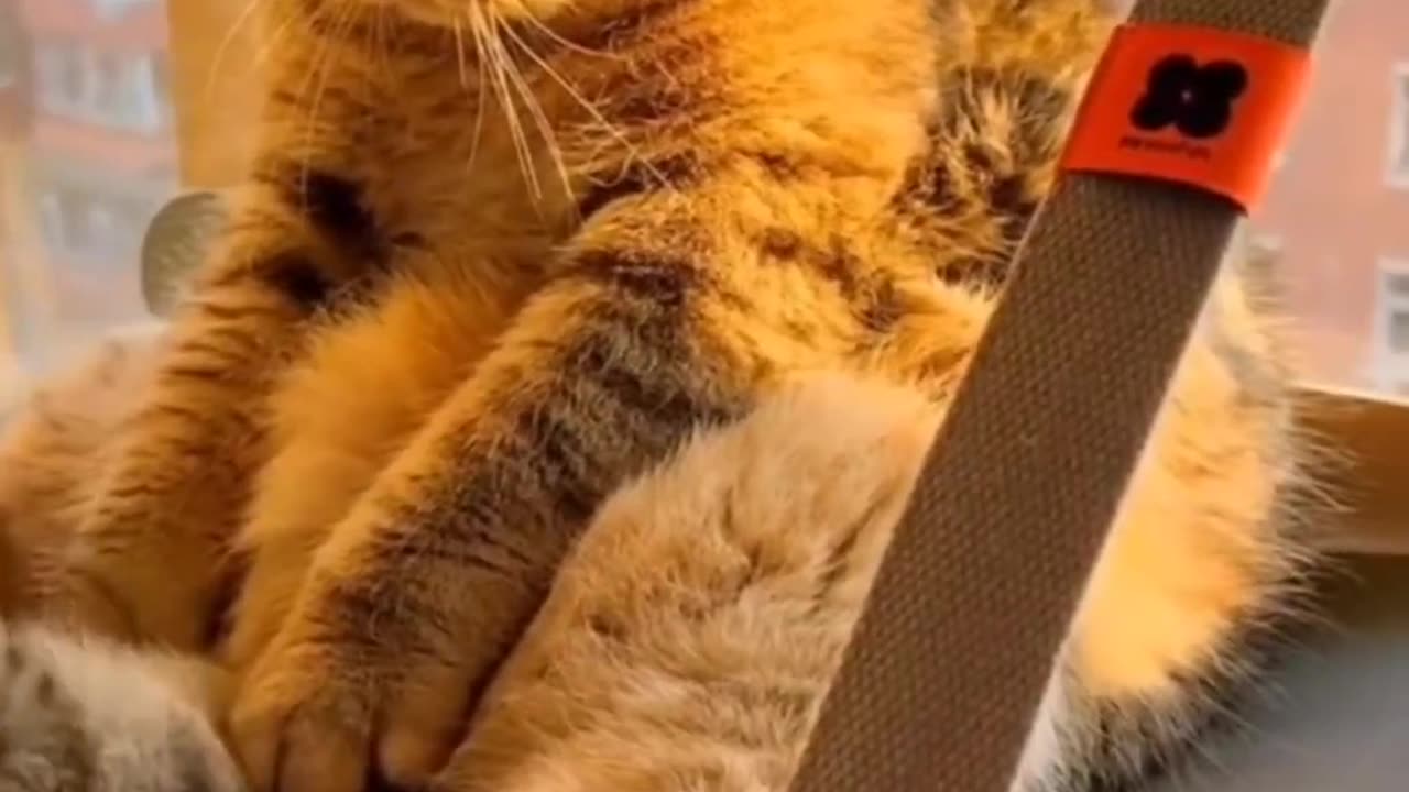 Mischievous Meows | Cutest Cat Shenanigans 🐾🔥