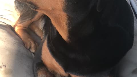 "Tank" memory of my sweet boy