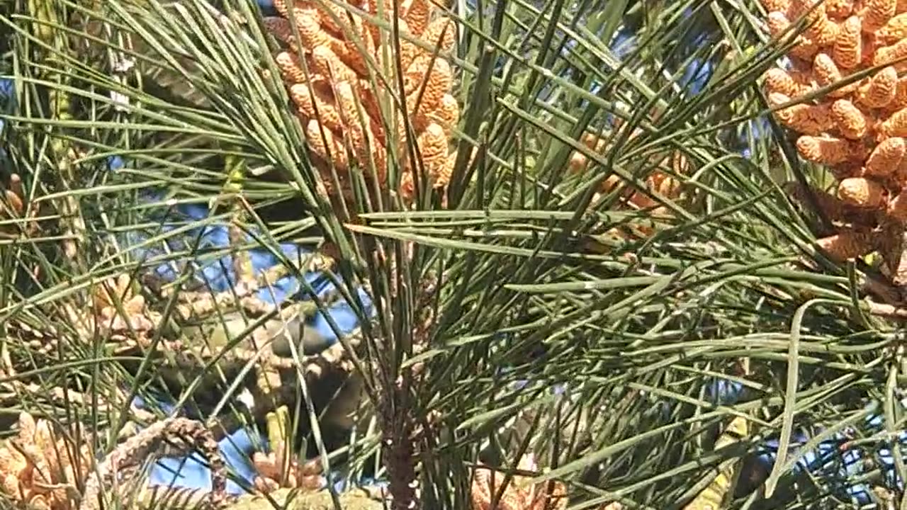 Sexual Dysphoria - physical spiritual conflict