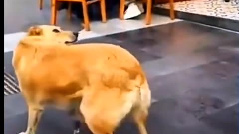 Funniest Dog Moments Ever Caught on Camera..❤️❤️❤️