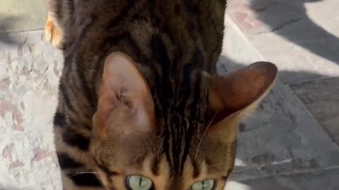 Bengal Cat Catches a Snake