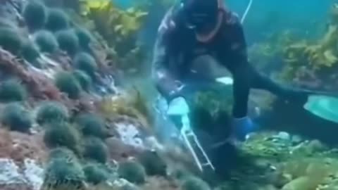 fish helping humans underwater