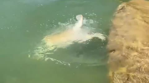 Diving Dog