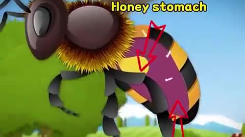 Why bees pass honey mouth to mouth