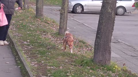 Ледена Пързалка Младост Кучета