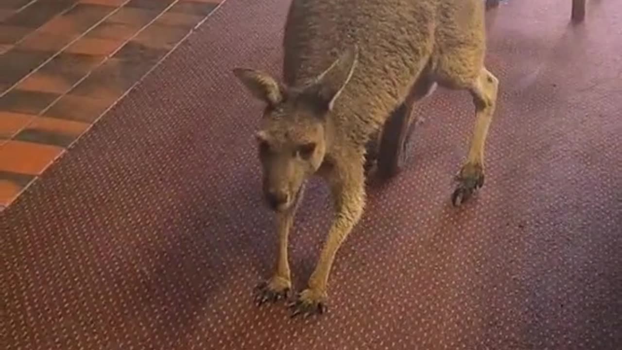Kangaroo diaries only in Australia 🇦🇺