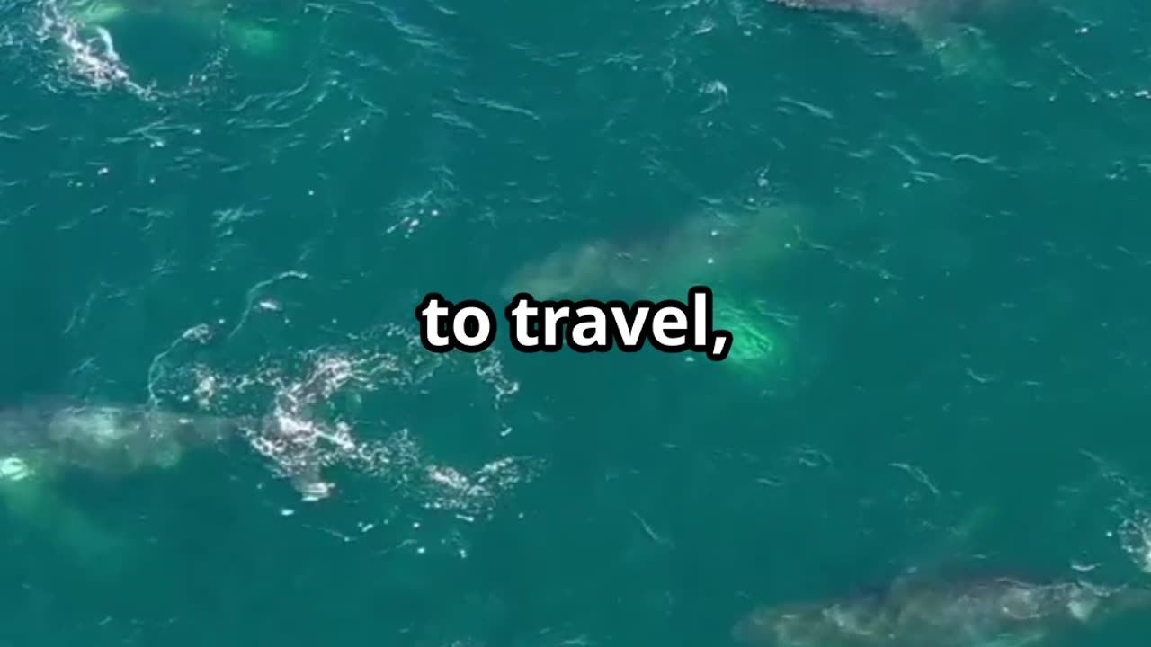 World of Humpback Whales!