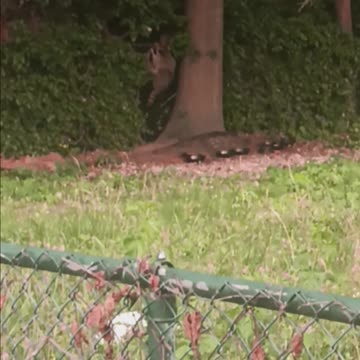Raccoon eating