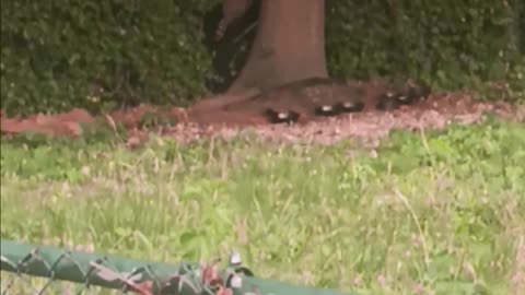 Raccoon eating