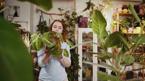 Prayer Plant vs Calathea