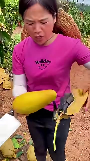 This is how Thailand’s finest mango is harvested! 😱#shorts