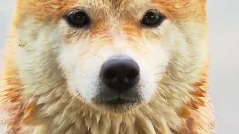 This Shiba Inu Takes Swimming Very Seriously