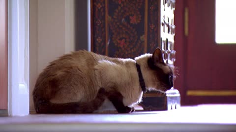 Mi Mascota y Yo - T03E08 - Olives, el Gato Siamés