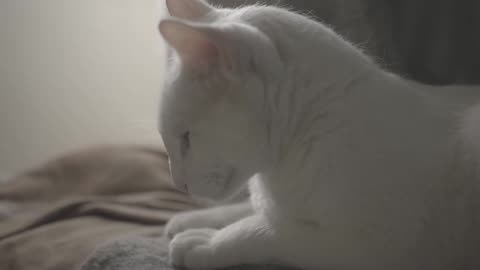 Cute Animal Ep16