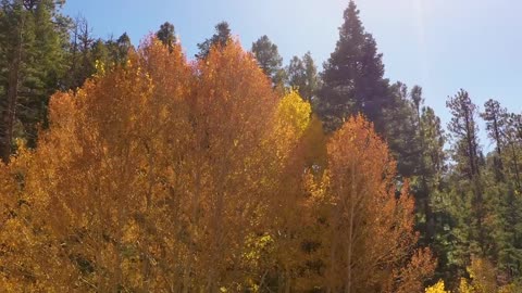 Beautiful Relaxing Music, Peaceful soothing Music -The Last Falling Leaves of Autumn