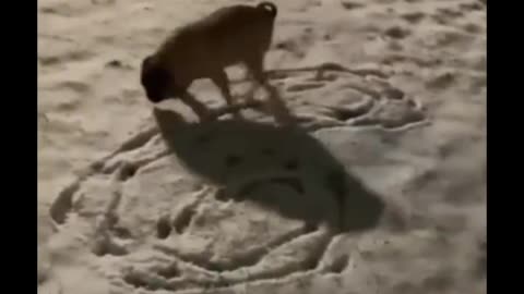 Dog: Its not much but its honest work 😊