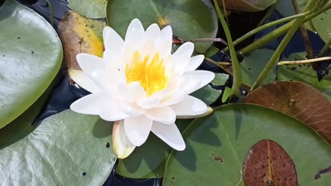 Water Lily