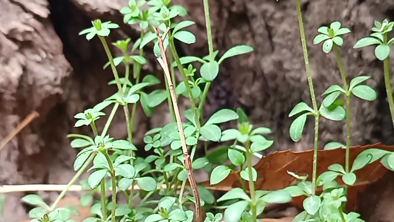 Growth Amidst Aging