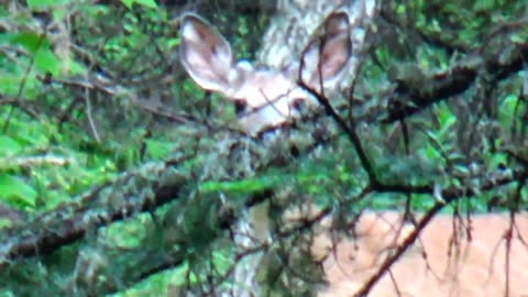 White-tailed deer